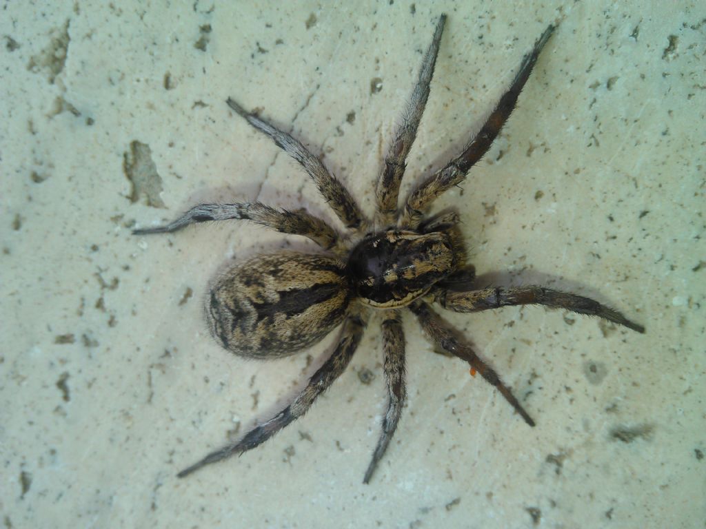 Lycosa sp. - Cangemi di Termini Imerese (PA)